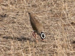 Western_Corridor2009-42